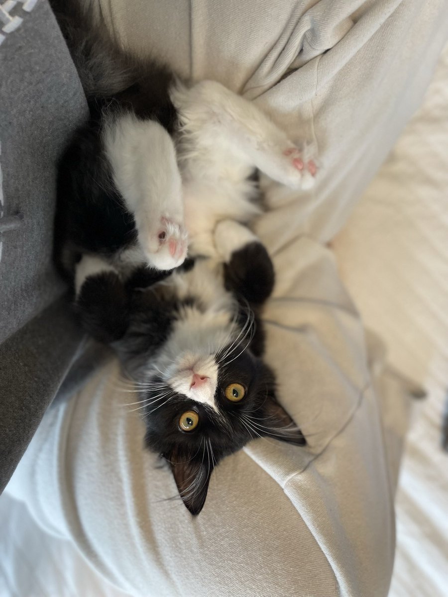 Brooklynepaigee's tweet photo. I’m crying at how big she is now https://t.co/1Q58f8tB9d