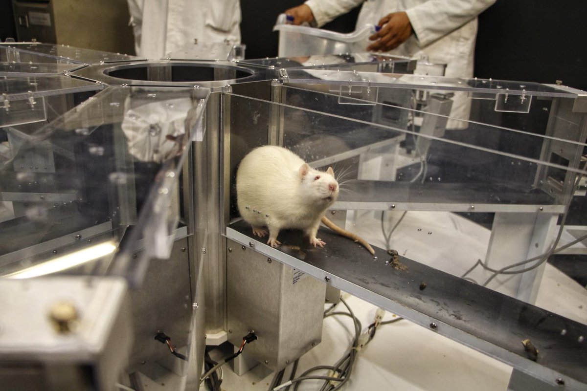 Milenio_Puebla's tweet photo. #Alzheimer ⚕️ Sus investigaciones han sido presentadas a nivel internacional y derivan de la experimentación con ratas, debido a que son 93% parecidas a los humanos. 

📸 @Isahmar_Torres 
📲 https://t.co/OVGIRKzQ63 https://t.co/MAxizk8nW7