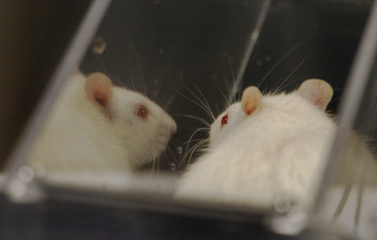 Milenio_Puebla's tweet photo. #Alzheimer ⚕️ Sus investigaciones han sido presentadas a nivel internacional y derivan de la experimentación con ratas, debido a que son 93% parecidas a los humanos. 

📸 @Isahmar_Torres 
📲 https://t.co/OVGIRKzQ63 https://t.co/MAxizk8nW7