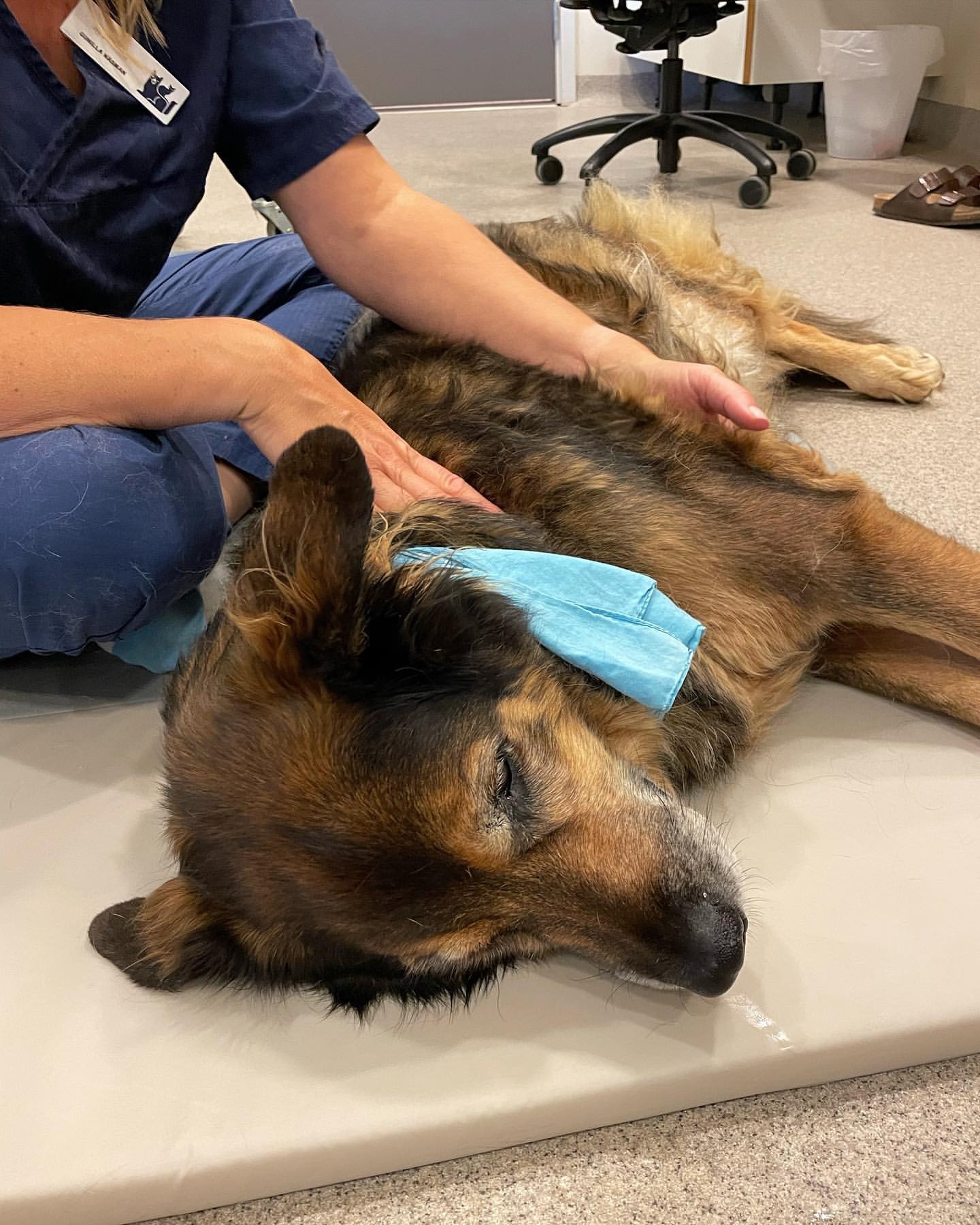 Animal Ortho Care on Twitter: Animal Ortho Care on Twitter: