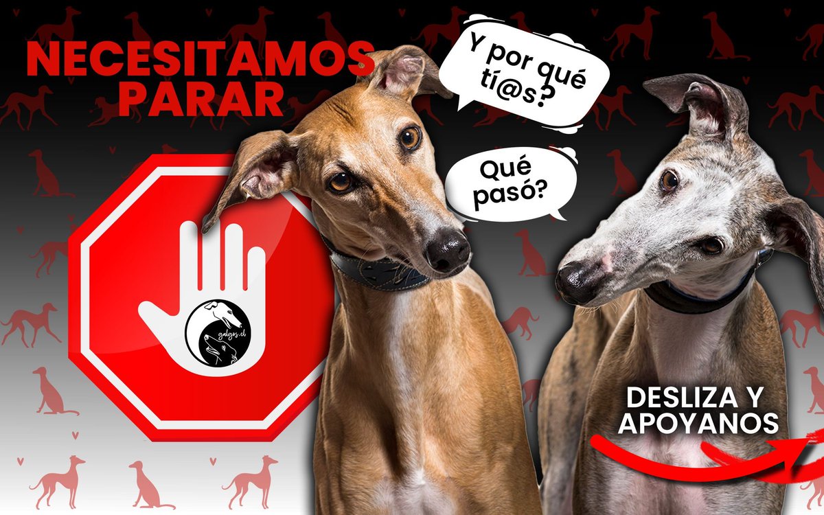 galgoschile's tweet photo. 💔Las deudas nos hacen detener los rescates🚨

#Ayuda👇
BancoEstado
CtaVista 25170826429
Rut 65171066-9
Fundación Galgos Chile
contacto@galgos.cl

👇paypal 
https://t.co/B3bxzaio9z

RT -❤️ - Comenta - Siguenos

💡pronto más novedades, #seguimosluchando no nos damos por vencidos💪 https://t.co/Nl4ilQ3UCp