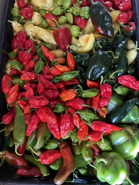 Our hot pepper harvest is incredible! Look out for our New Pepper Salt blends this Fall!! Making their debut at Savor September this Saturday! Serrano, Habanero, Jalapeño, Anaheim, Ghost and Cayenne. #wesellseasaltdownbytheseashore #spicysalt #peppersalt #margaritasalt