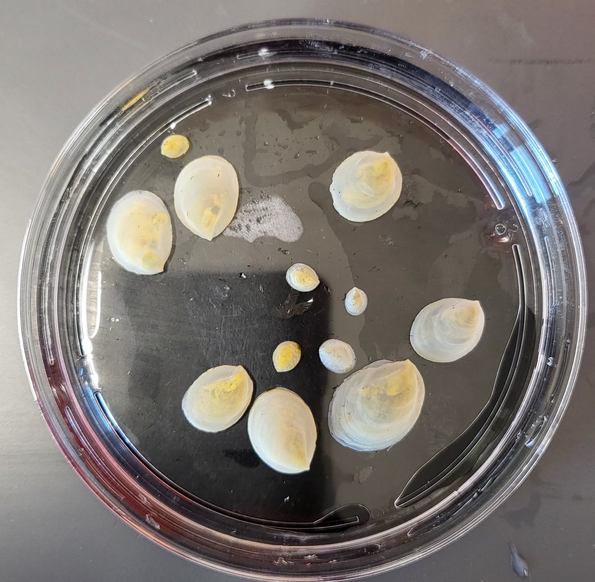 Nicole Webster (@nicolebwebster) on Twitter photo Another huge step forward: I have lab animals #newPI #snails. The large ones are females, and the smaller ones are males that will grow and transition to female over time. A huge thanks to <a href="/DeirdreLyonsPhD/">Deirdre Lyons</a>, <a href="/LyonsLab_SIO/">Lyons Lab at Scripps</a>, <a href="/NiaKBock/">Antonia Bock</a>, <a href="/Crepidulatrix/">Maryna Lesoway</a> for sharing their colony. Another huge step forward: I have lab animals #newPI #snails. The large ones are females, and the smaller ones are males that will grow and transition to female over time. A huge thanks to <a href="/DeirdreLyonsPhD/">Deirdre Lyons</a>, <a href="/LyonsLab_SIO/">Lyons Lab at Scripps</a>, <a href="/NiaKBock/">Antonia Bock</a>, <a href="/Crepidulatrix/">Maryna Lesoway</a> for sharing their colony.