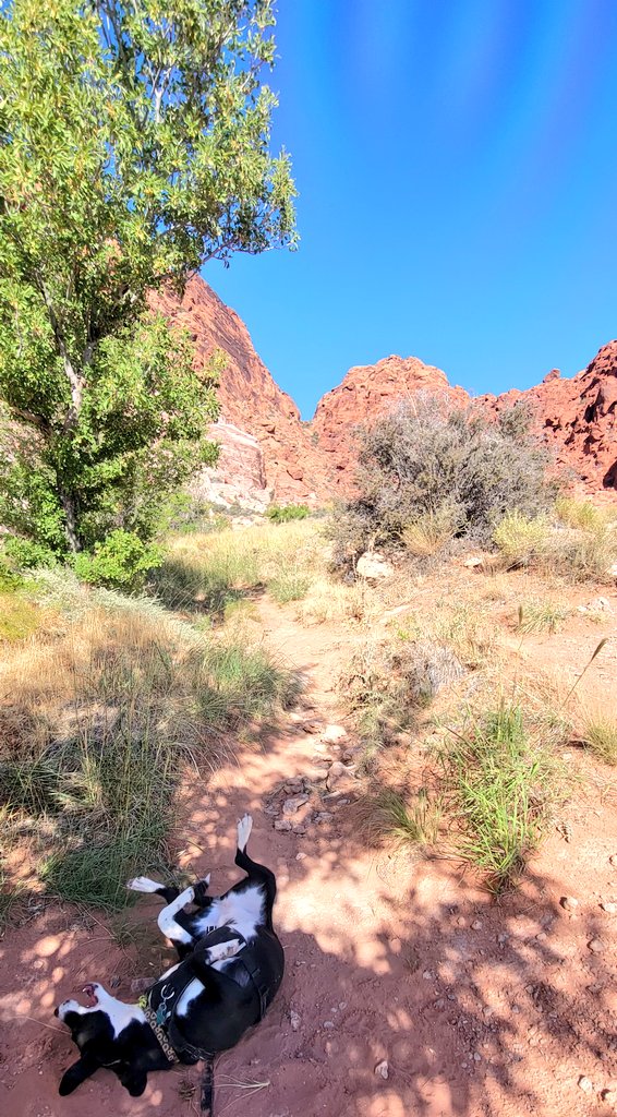 ThrivnSheepDog's tweet photo. My majestic Muffin #PupCup #DogLife #MajesticAF #hiking #RedSprings #Calico #RedRockCaynon #OnWednesdaysWeHike https://t.co/hYLhB2Shbs