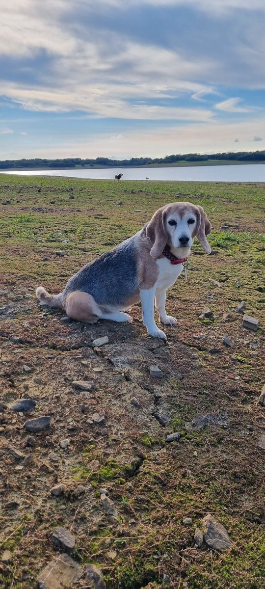 Happy 10th Gotcha Day Bella Boo! 10 years since you left Huntingdon and felt grass beneath your feet for the 1st time. You have been a Cynaphobia dog and also a therapy dog coming to work with me. 
Nearly 12 years old and living with her 3 rescue sisters ❤