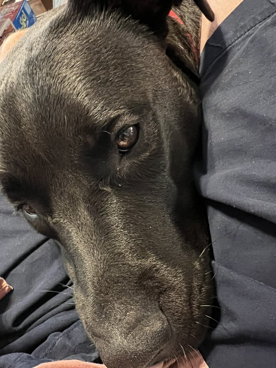 Perrytom6's tweet photo. My students always want to see my dog. They are right about one thing: this dog has a lot to contribute to a philosophy course. https://t.co/ts478NfDGD