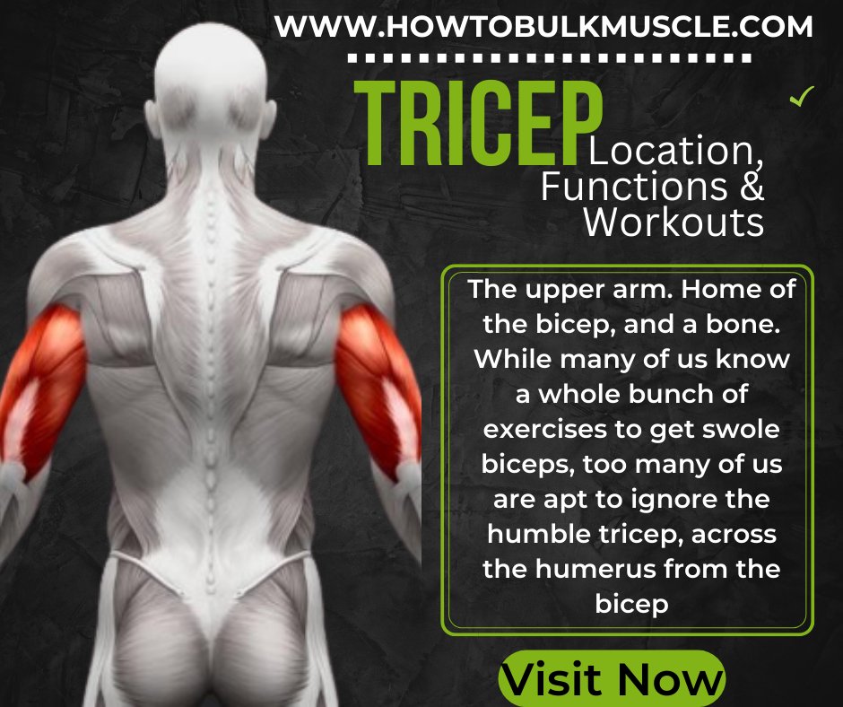 HowToBulkMuscle's tweet photo. Free Tips on Triceps, Its Location, and Workout. 
Click + Retweet +Like
Free Tips on our Website: https://t.co/tsSDPO9TVw

#Bodybuilders #MuscleGuys #muscle #HowtoBulkMuscle https://t.co/CEzz9VryR0