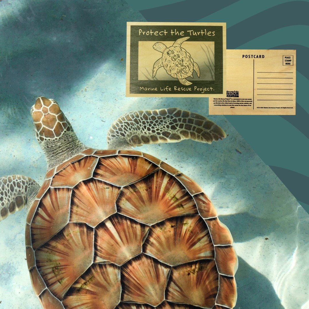 MLRProject's tweet image. The most sustainable way to send love home on vacation? With our wooden postcards! fal.cn/3s5Z4