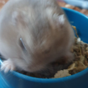 LeefGab's tweet photo. Hamster 
bottom text https://t.co/x0dfVMclxh