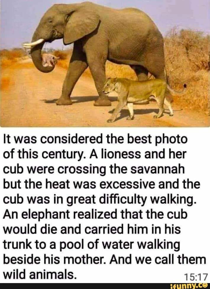 williamwooten94's tweet image. And We Call Them Wild Animals