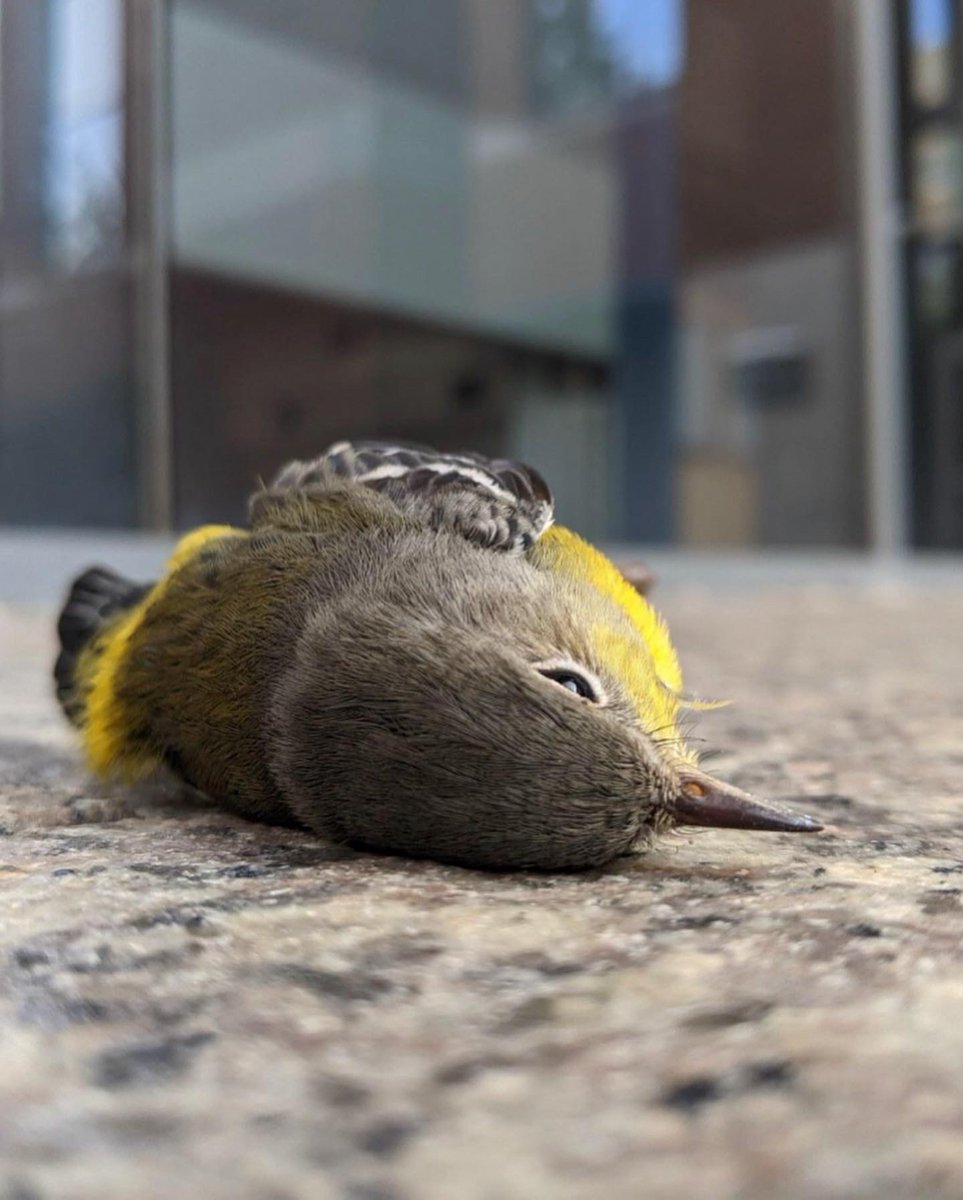 PsuBirdStrikes's tweet image. These migrants were making their way south, but their journey was abruptly stopped. Recognize these familiar backgrounds? #SaveBirds @huckinstitutes @PennStateChE @psu_chemistry