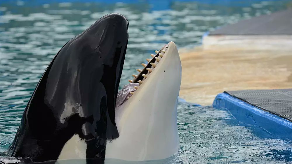 FreeCaptiveOrca's tweet photo. #FREELOLITA ππ€
Tokitae knows who she is and where she belongs
Research shows that dolphins have the potential for lifelong memory and social recognition.
https://t.co/3oU6yWsCqX
#TokiArmy
@RepMariaSalazar @RepAdamSmith @RepDelBene https://t.co/S44TXxaImh