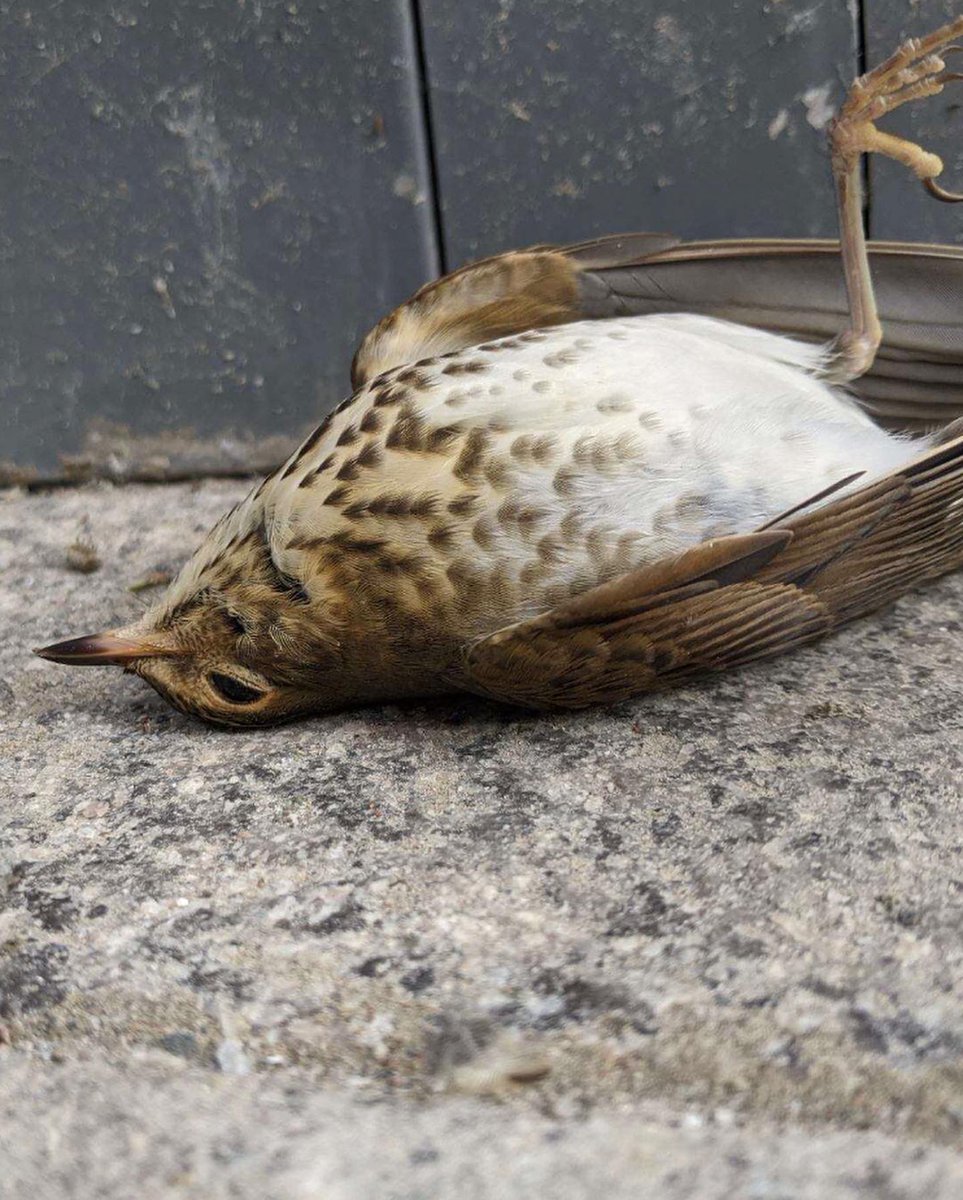 PsuBirdStrikes's tweet image. These migrants were making their way south, but their journey was abruptly stopped. Recognize these familiar backgrounds? #SaveBirds @huckinstitutes @PennStateChE @psu_chemistry