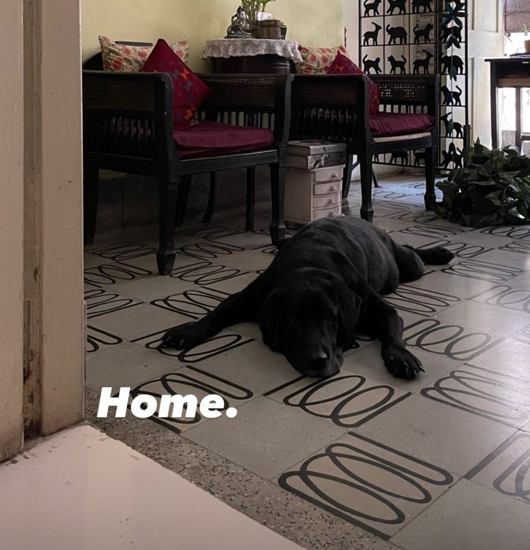 Photography lessons- Underway
Guitar classes- I dont want to continue anymore
Underwater Diving lessons- Soon in Canary Islands
Squash- Great fun
Literature club- Hate it
Sketching lessons- ??
Foxtrot soon and then Quickstep- This is being forced upon me!

And this is Maolta❤️