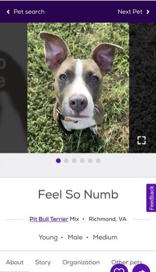 petfinder names tweet media