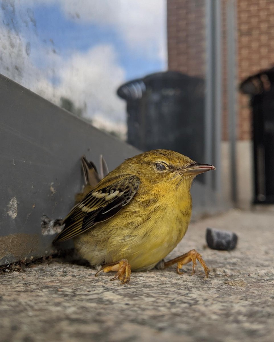 PsuBirdStrikes's tweet image. These migrants were making their way south, but their journey was abruptly stopped. Recognize these familiar backgrounds? #SaveBirds @huckinstitutes @PennStateChE @psu_chemistry