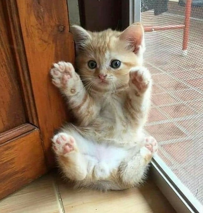 tora🐱🐾 tweet media