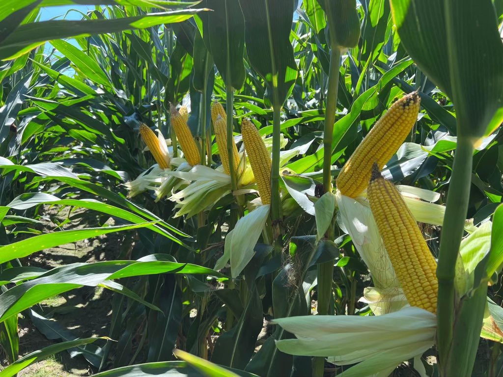 Channel_Indiana's tweet image. Love seeing 210-46 being a stand out across Northern Indiana! What part of the country do you have your #channelseed in!? #bayerup @Channel_Indiana @Bayer4CropsUS @Bayer4CropsUS @RRXtend