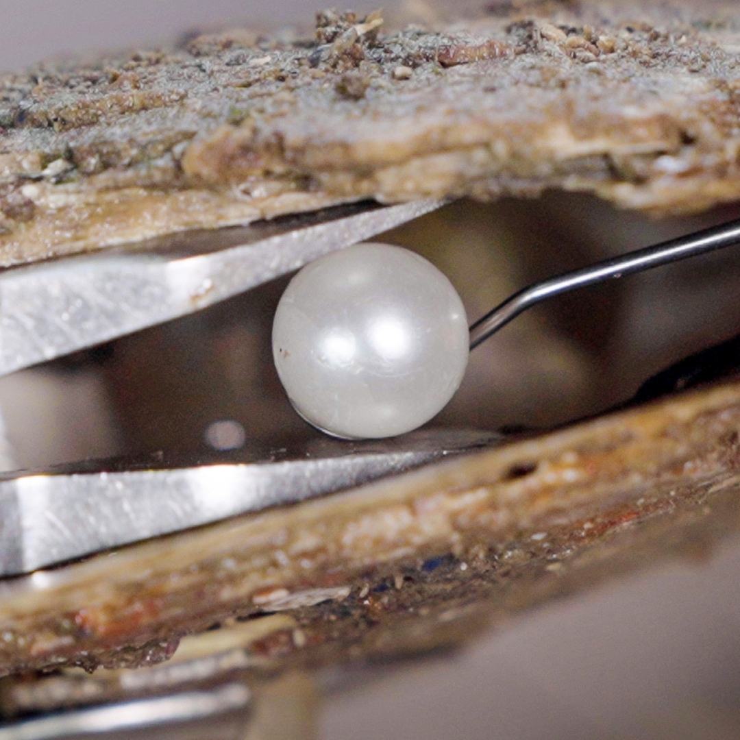 มันจะมีอยู่อีนึง on Twitter "RT BusinessInsider Why South Sea pearls