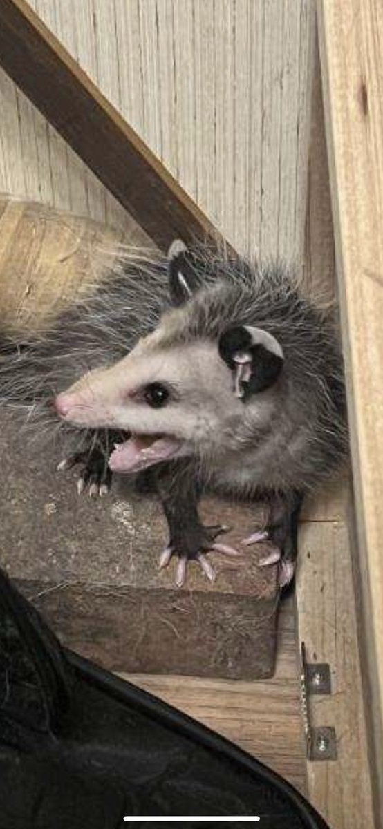 An opossum got into my brothers house and I named it Charlotte and I love them