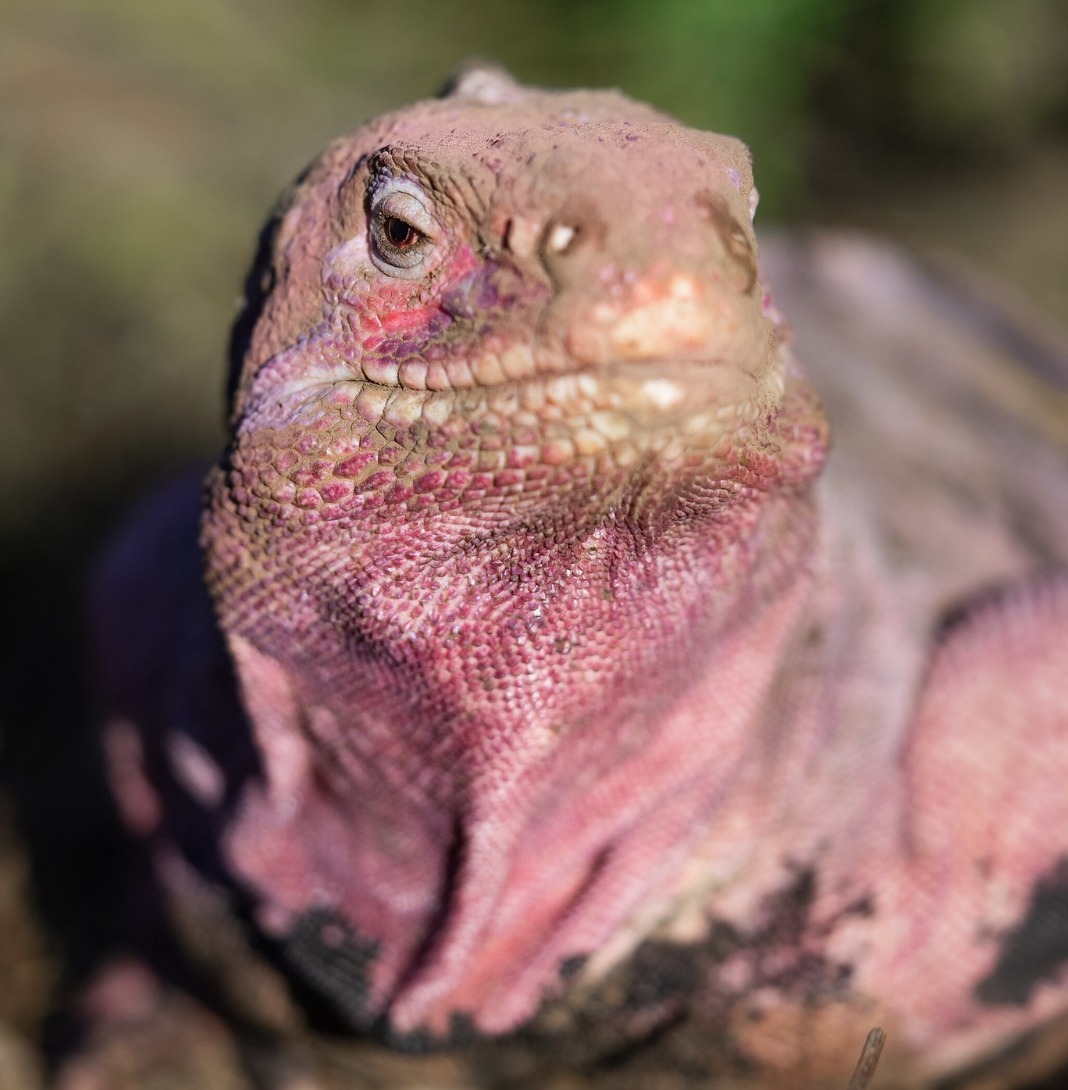savegalapagos tweet picture
