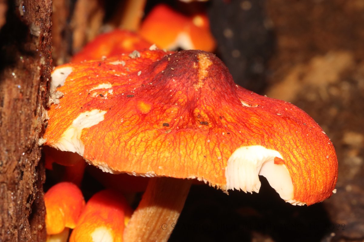 KaptainCosgrove's tweet photo. " More To Sefton Park Than Just The Palm House..."
@ILoveSeftonPark 
@LiverpoolParks 
@The_Palmhouse
#Mushroom #Fungi #GiveUsAClue https://t.co/bwy0fmg85E