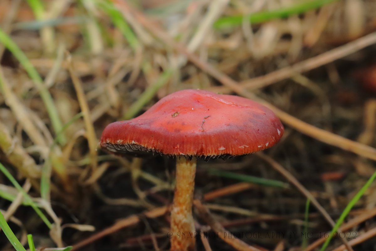 KaptainCosgrove's tweet photo. " More To Sefton Park Than Just The Palm House..."
@ILoveSeftonPark 
@LiverpoolParks 
@The_Palmhouse
#Mushroom #Fungi #GiveUsAClue https://t.co/bwy0fmg85E