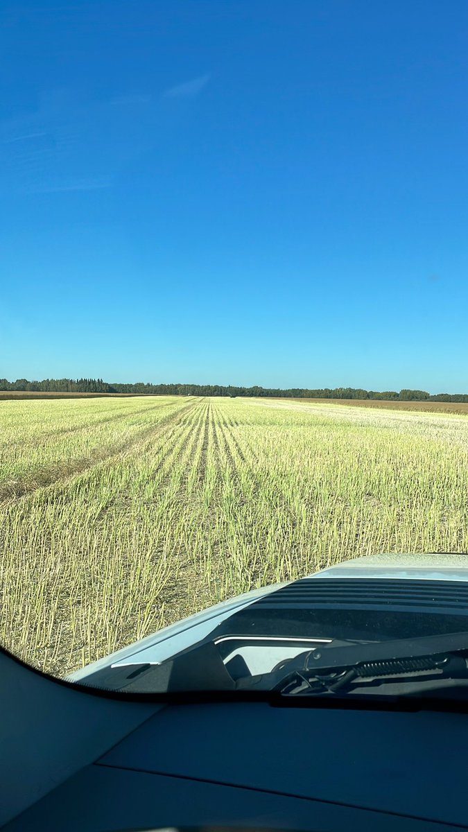 cmillsfarm's tweet photo. Let the canola fun begin. #straightcut #worththewait https://t.co/1mLKSJax0Q