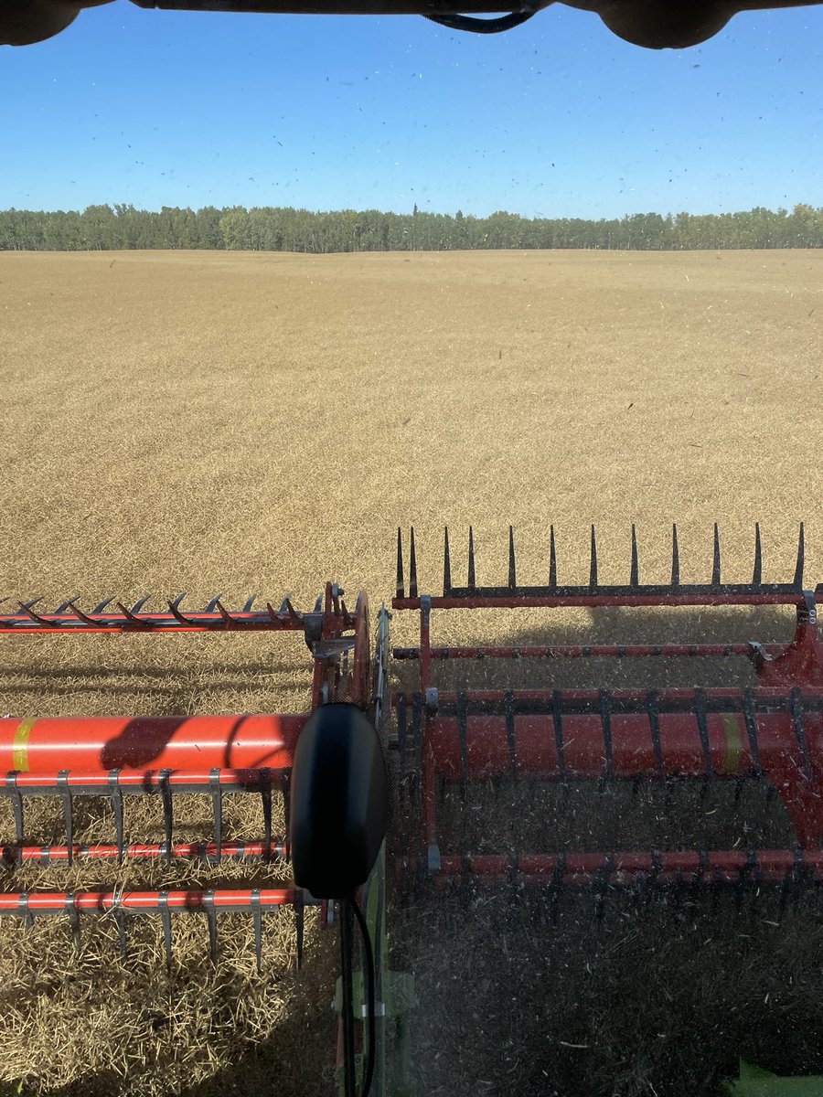 cmillsfarm's tweet photo. Let the canola fun begin. #straightcut #worththewait https://t.co/1mLKSJax0Q
