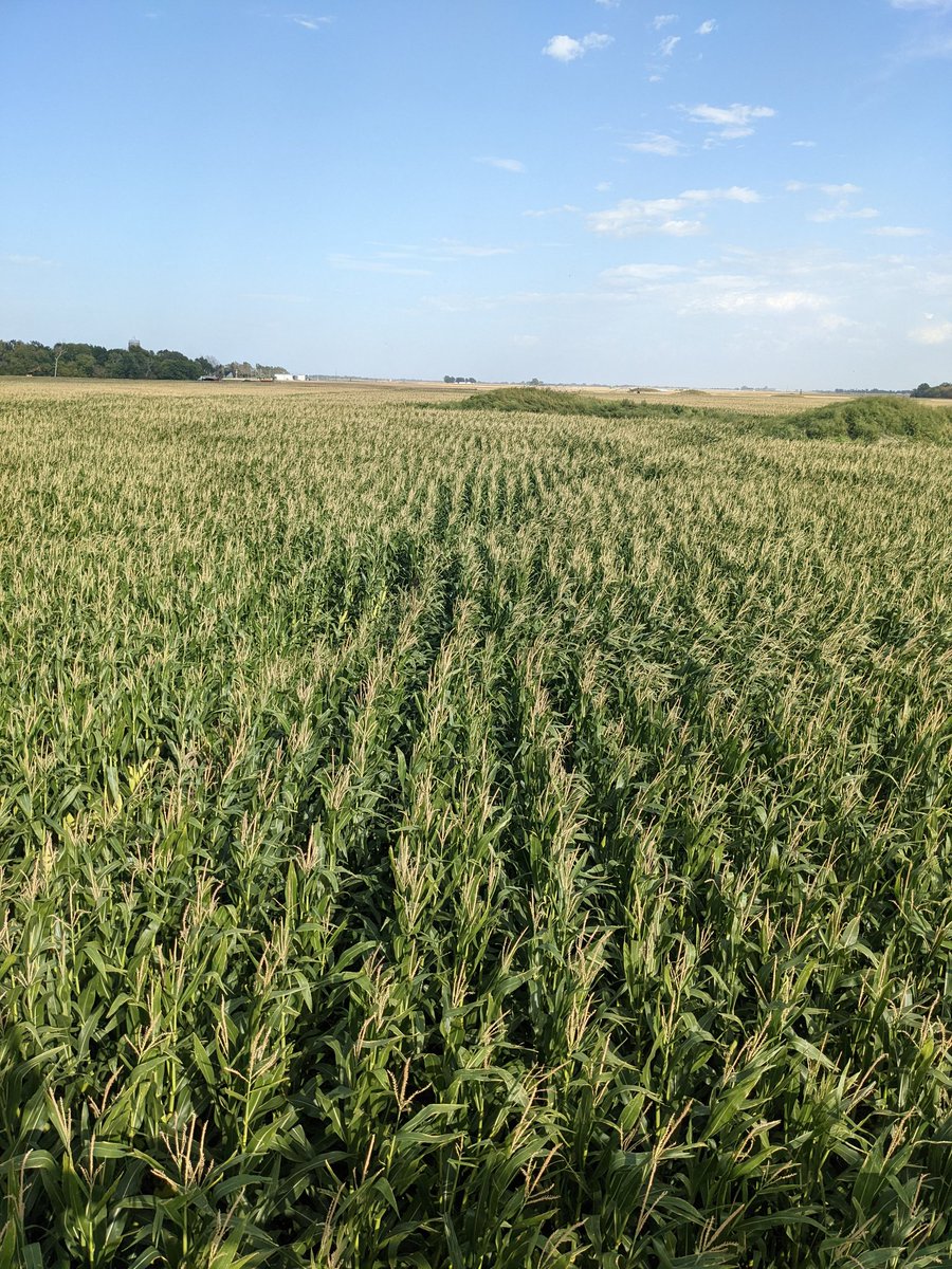 June 23 planted corn after wheat. I think it's going to get to maturity. Stine 9808-20 40k population