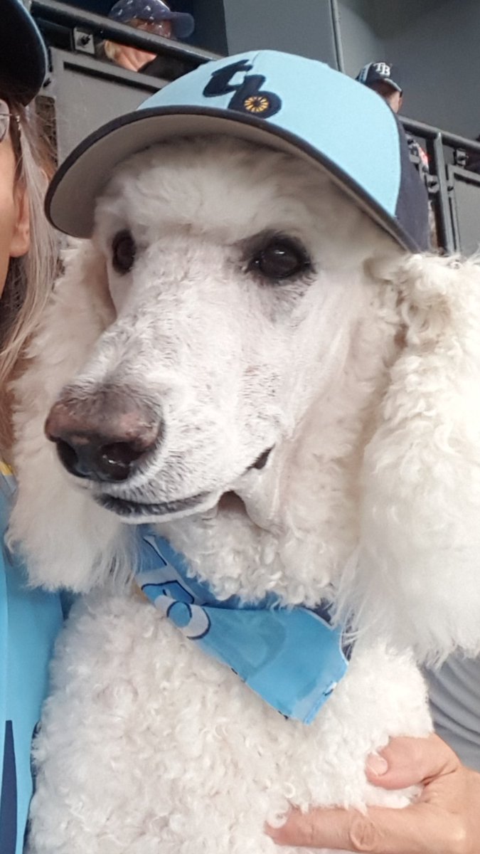 BaseballPoodle's tweet photo. I sure do miss being at the baseball game.
#BarkInThePark
#DogsOfTwitter
#Flufftastic https://t.co/uChG1O0T39