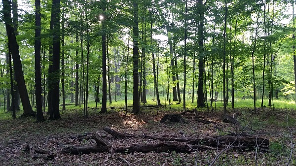 Select openings remain for Shinrin Yoku forest therapy sessions at MSU Tollgate - Sept 22, Oct 18, Oct 25. First time participants receive a journal and the book The Guide to Forest Bathing. Sessions fill quickly. 
eventbrite.com/.../forest-the…... 
#foresttherapy #forestbathing