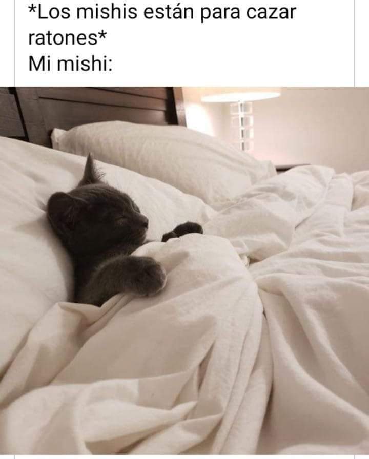 lostwithdragons's tweet photo. Así los míos todo el inche día 😒😒😒 https://t.co/LaWuZ1ZAgI