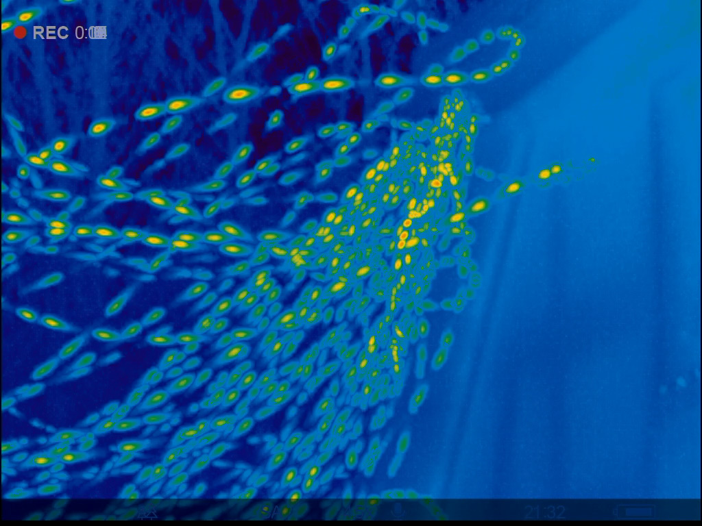 Winter activity of common and soprano pipistrelles - 
Development of survey methods for the protection of bats during demolition and renovation of buildings in winter. 
fledermausschutz.de/fledermausschu…

#winteractivity #pipistrelles #batsurvey #swarming #bat #batconservation