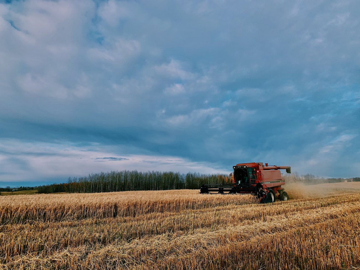 Harvest sure is going & is busy around the #FCCInBarrhead office! We have Barrhead RM @annaharapchuk out combining at her family farm. We hope everyone is having a safe & prosperous harvest this year! 🚜🌾👩‍🌾🧑‍🌾
