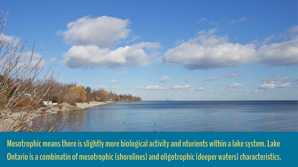 Here's the answer to Tuesday's trivia! 

Lakes are categorized by nutrients, depth, temperatures, and biological activity. Learn more here: manitowoccountylakesassociation.org/oligotrophic-v…