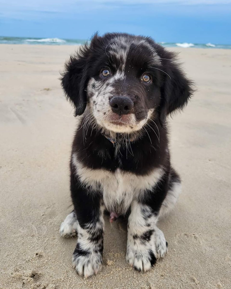 This is Bodhi. His favorite musical is Phantom of the Opera. No particular reason why, he's just cultured. 13/10