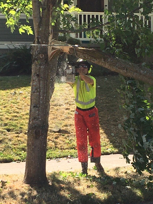 Urban Forestry is hiring! Multiple positions available, read more online: tinyurl.com/mvrbvxs8
#cityofportland #portlandor #pnw #arborist #trees #urbanforestry #arboriculture #portland #planting #careers #job