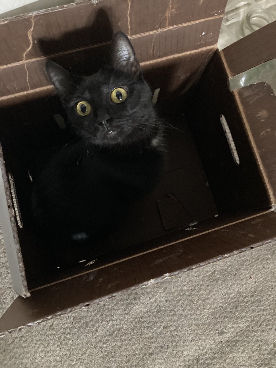 Ask_MamaMary's tweet photo. @ellle_em Layla the Eternally Surprised https://t.co/BxDrIDjXPl