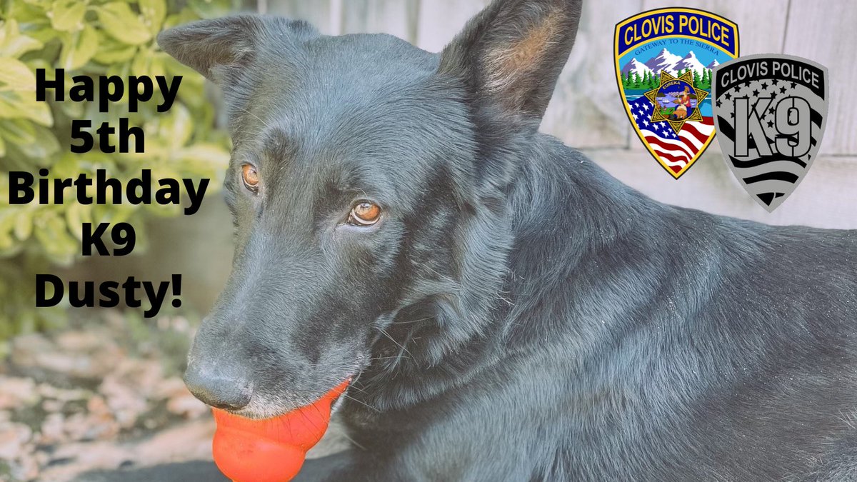 ClovisPolice_CA's tweet photo. Happy 5th birthday to this handsome boy! K9 Dusty is enjoying the day off today at home celebrating.
#HappyBirthday #CPDK9Dusty #CPDK9Unit #K9 #PoliceK9 #GermanShepherd https://t.co/QO5tnwofBn
