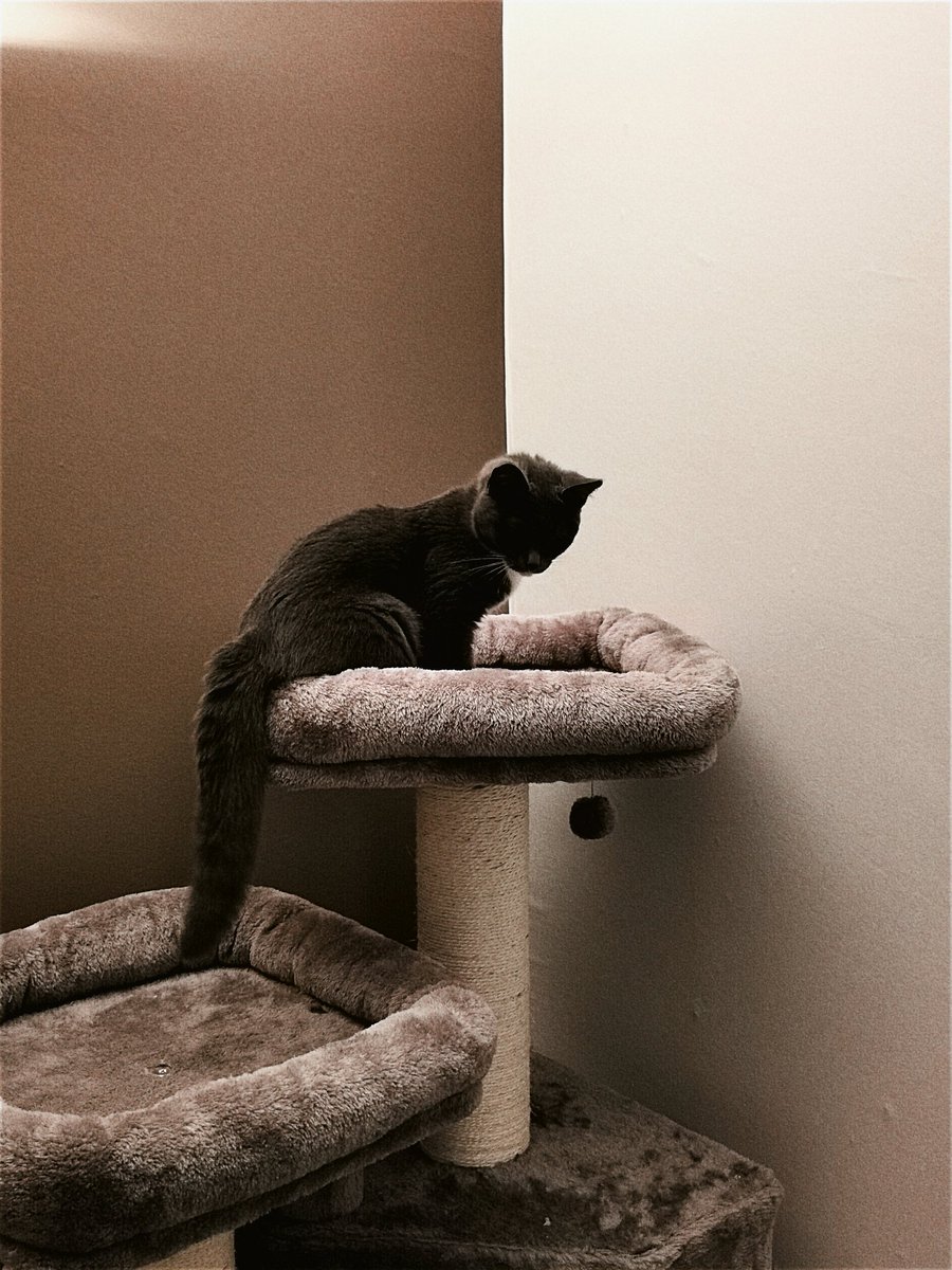 𝕹𝖊𝖍𝖞𝖆𝖘𝖆𝖉🌿 tweet media