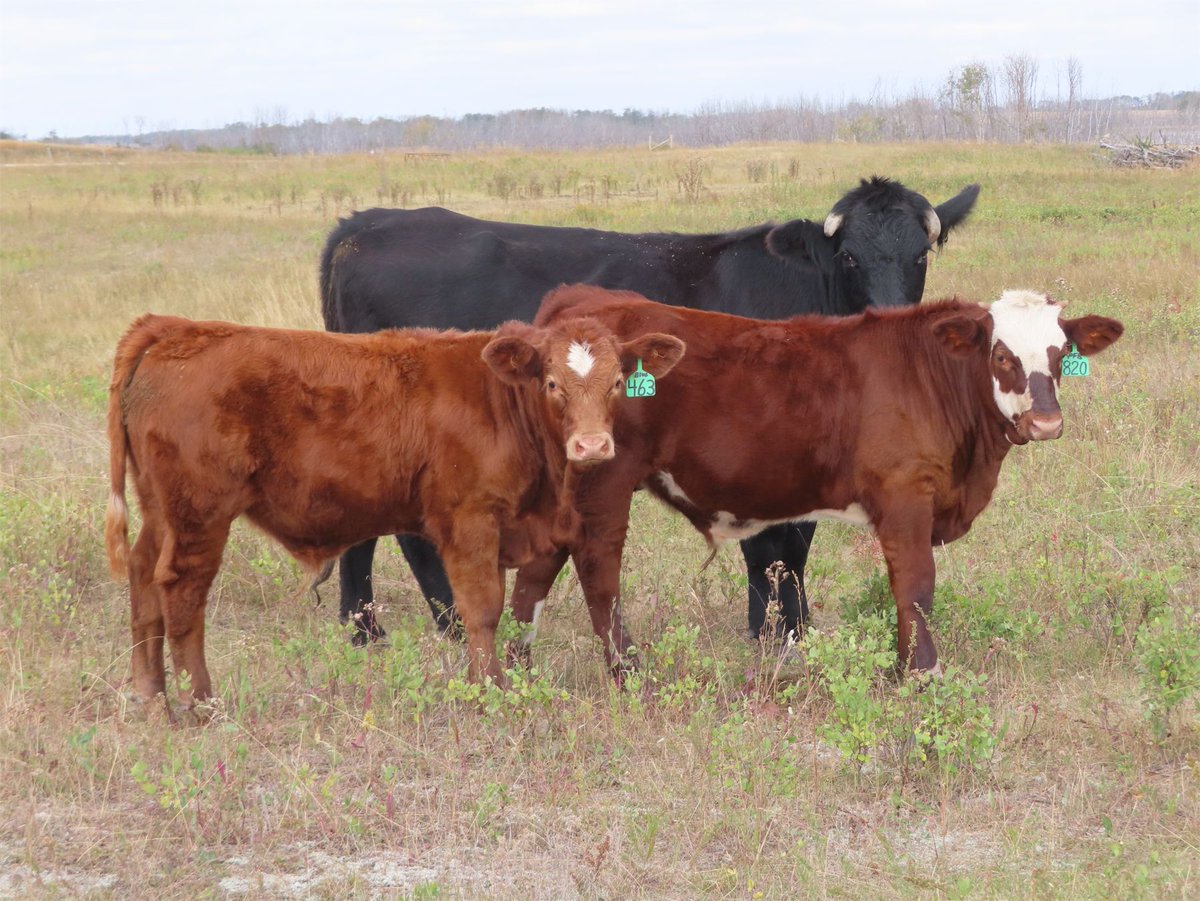 Sentes Farms - 625# Steer Calves - 200 Head (Raymore, SK) - Team Auction Sales teamauctionsales.com/Sentes-Farms-6… <a href="/cdnangus/">Canadian Angus</a> <a href="/CdnSimmental/">Canadian Simmental</a> 
Selling on TEAM Friday, September 23rd @ 9:00 AM MDT. Sign in @ teamauctionsales.com to preview and participate!
