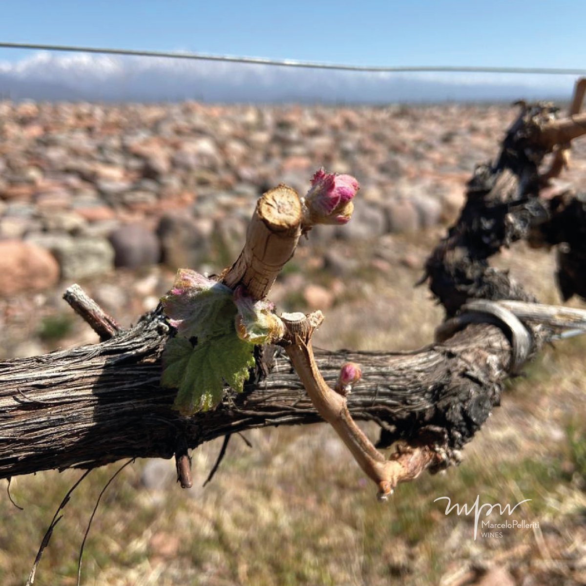 Estamos en la estación en la que los colores vuelven a ser protagonistas del paisaje. 
Comenzamos a transitar días que nos permiten ver los primeros indicios de nacimiento de los frutos para los vinos que vendrán. 
#Primavera #MPwines #Argentina #vino #wine #21septembre