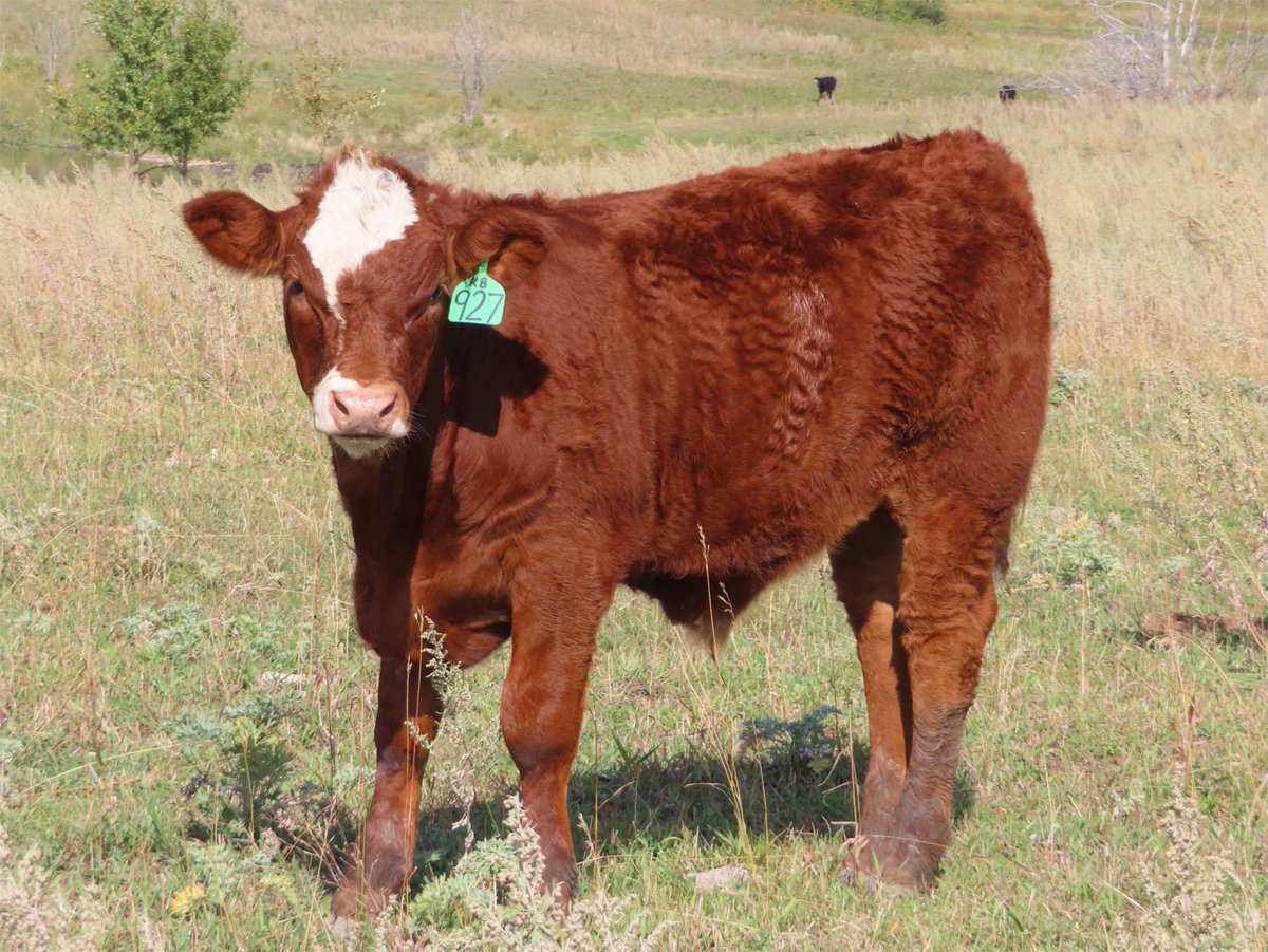 Sentes Farms - 550# Steer Calves - 110 Head (Raymore, SK) - Team Auction Sales teamauctionsales.com/Sentes-Farms-5… <a href="/cdnangus/">Canadian Angus</a> <a href="/CdnSimmental/">Canadian Simmental</a> 
Selling on TEAM Friday, September 23rd @ 9:00 AM MDT. Sign in @ teamauctionsales.com to preview and participate!