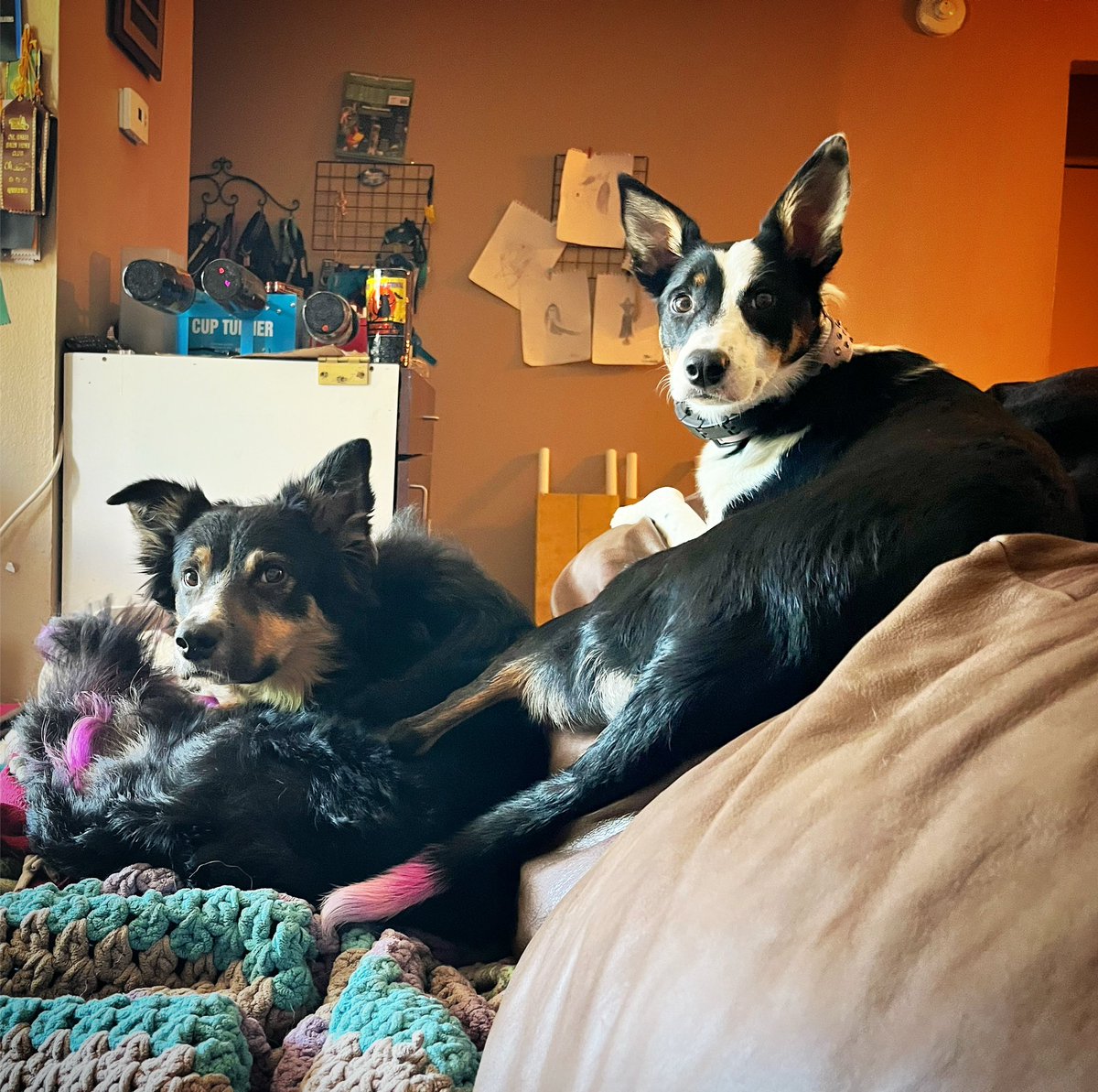 TeamFGBC's tweet image. #daddydaughter#goals right here! These two #bordercollies are just so epic #dogsoftwitter #DogsOnTwitter