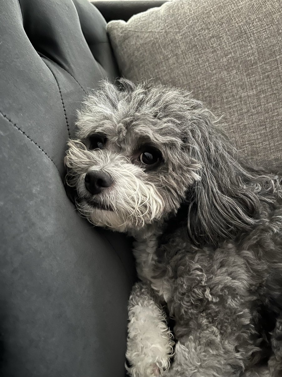 davedewelt's tweet photo. @RasconWayne @clicks1222 Actually wondered how you got a picture of my dog for a second 🤪. Mine needs a haircut though https://t.co/z8TbPVm2Iw