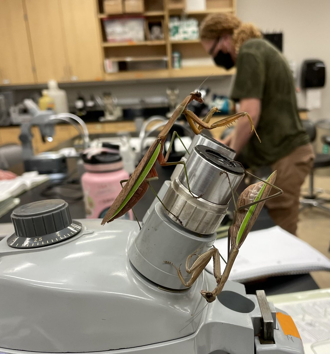 Armin Moczek tweet media