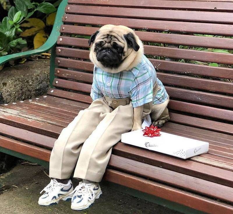 Jackson94156628's tweet photo. Life is like a box of..?🐶❤️

#pug #pugs #pugdog #puglovers #puglife https://t.co/97CzYIqMtk