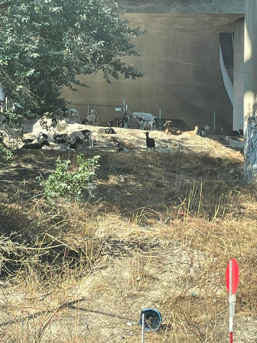 lomasn1's tweet photo. Y is there a random herd of goats under the freeway in U-district? https://t.co/slb6hE0rr9