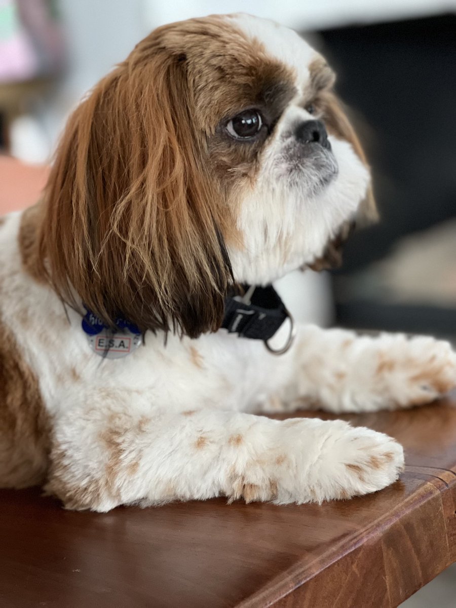 Dogs are the best therapy!